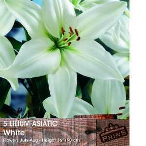 Lilium 'Asiatic White' (Lily 'Asiatic White') Bulbs 5 Per Pack