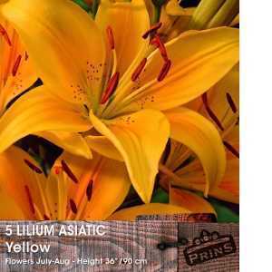 Lilium 'Asiatic Yellow' (Lily 'Asiatic Yellow') Bulbs 5 Per Pack