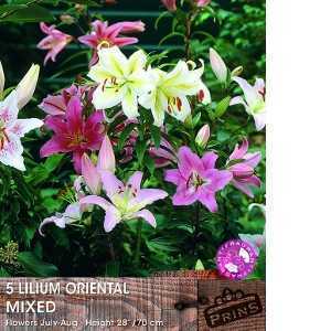 Lilium 'Oriental Mixed' Bulbs (Lily 'Oriental Mixed') Bulbs 5 Per Pack