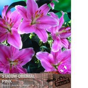 Lilium 'Oriental Pink' Bulbs (Lily 'Oriental Pink') Bulbs 5 Per Pack