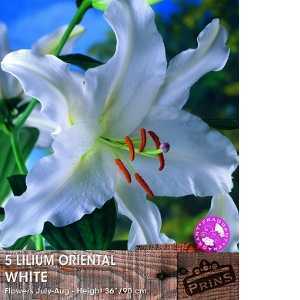 Lilium 'Oriental White' (Lily) Bulbs 5 Per Pack