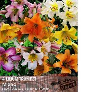 Lilium Trumpet Mixed Bulbs (Lily Trumpet Mixed) Bulbs 4 Per Pack