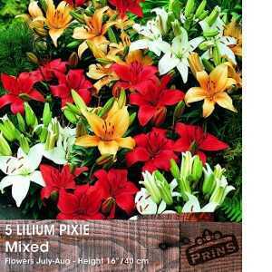 Lilium Pixie Mixed (Lily Pixie Mix) Bulbs 5 Per Pack