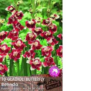 Gladioli Butterfly 'Belinda' Bulbs 10 Per Pack