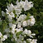 Exochorda Racemosa Niagara (Pearl Bush)