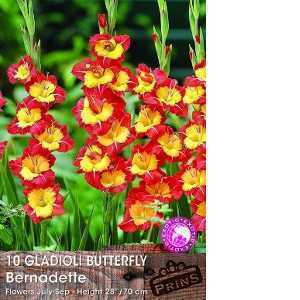 Gladioli Butterfly 'Bernadette' Bulbs 10 Per Pack