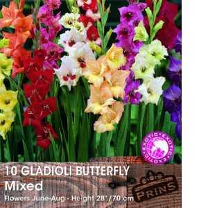 Gladioli Butterfly 'Mixed' Bulbs 10 Per Pack
