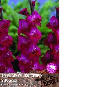 Gladioli Butterfly 'Silvana' Bulbs 10 Per Pack