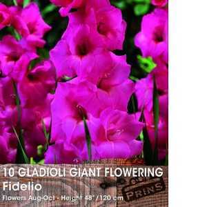 Gladioli Giant Flowering 'Fidelio' Bulbs 10 Per Pack