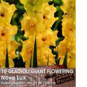 Gladioli Giant Flowering 'Nova Lux' Bulbs 10 Per Pack