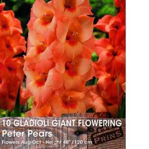 Gladioli Giant Flowering 'Peter Pears' Bulbs 10 Per Pack