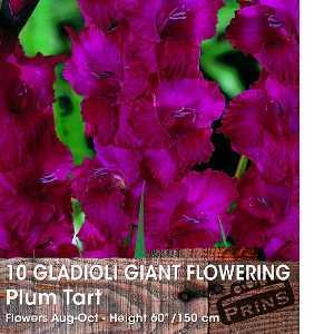 Gladioli Giant Flowering 