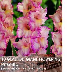 Gladioli Giant Flowering 