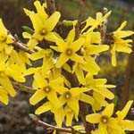 Forsythia Goldrush (Goldrausch)