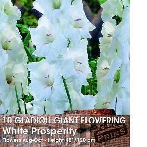 Gladioli Giant Flowering 