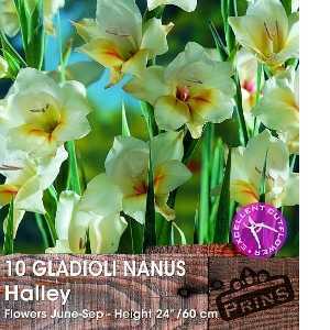 Gladioli Nanus Halley Bulbs 10 Per Pack