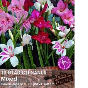 Gladioli 'Nanus Mixed' Bulbs 10 Per Pack