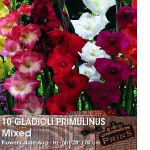 Gladioli 'Primulinus Mixed' Bulbs 10 Per Pack