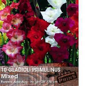 Gladioli 