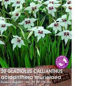 Gladiolus (Gladioli) Callianthus Acidanthera Murielaea 20 Per Pack