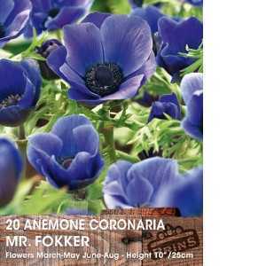 Anemone Coronaria Mr Fokker Bulbs 15 Per Pack