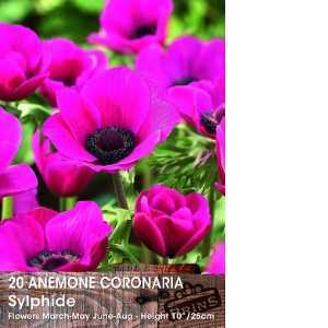 Anemone Coronaria Sylphide Bulbs 15 Per Pack