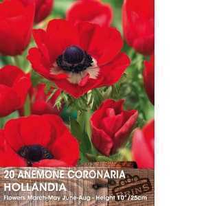 Anemone Coronaria Hollandia Bulbs 15 Per Pack