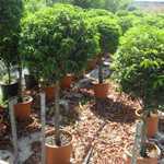 Prunus Lusitanica (Portuguese Laurel) 1/2 Standard 70cm-80cm 30Ltr