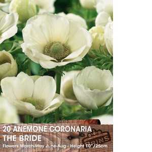 Anemone Coronaria The Bride Bulbs 15 Per Pack