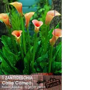 Calla Lily Cameo Zantedeschia Bulb 1 Per Pack