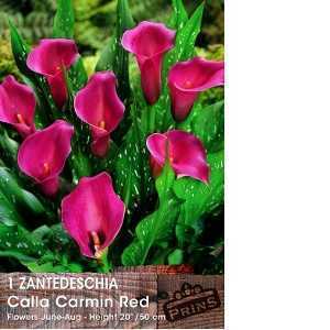 Calla Lily Carmin Red Zantedeschia Bulb 1 Per Pack