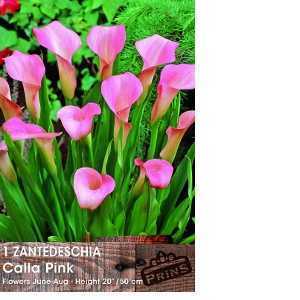 Calla Lily Pink Zantedeschia Bulb 1 Per Pack