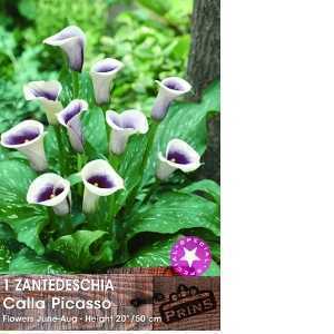 Calla Lily Picasso Zantedeschia Bulb 1 Per Pack