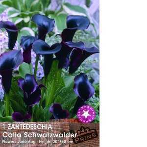 Calla Lily Schwarzwalder Zantedeschia Bulb 1 Per Pack