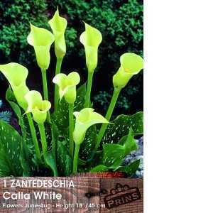 Calla Lily White Zantedeschia Bulb 1 Per Pack