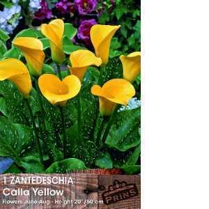 Calla Lily Yellow Zantedeschia Bulb 1 Per Pack