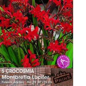 Crocosmia Montbretia Lucifer Bulbs 5 Per Pack