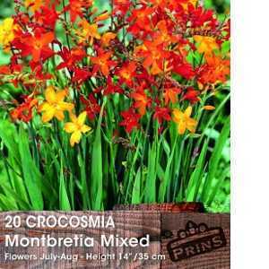 Crocosmia Montbretia Mixed Bulbs 20 Per Pack