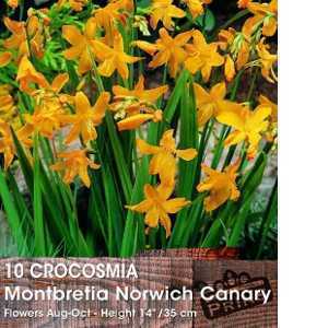 Crocosmia Montbretia Norwich Canary Bulbs 10 Per Pack
