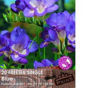 Freesia Single Blue Bulbs 20 Per Pack