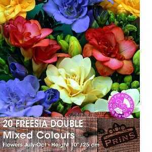 Freesia Double Mixed Bulbs 20 Per Pack