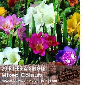 Freesia Single Mixed Bulbs 20 Per Pack