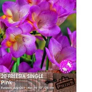 Freesia Single Pink Bulbs 20 Per Pack