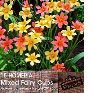 Homeria Mixed Fairy Cups Bulbs 15 Per Pack