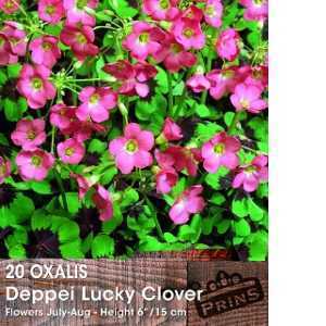 Oxalis Deppei Lucky Clover / Good Luck Shamrock Bulbs 20 Per Pack