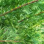 Leylandii Green Cupressocyparis (Hedging) Conifer 100cm  5Ltr Pot