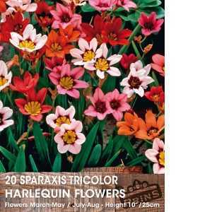 Sparaxis Tricolor (Harlequin Flower) Bulbs 20 Per Pack