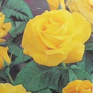 Golden Wedding (Arokris) Floribunda Rose