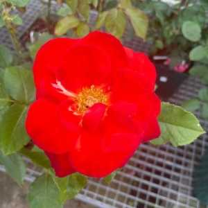 Orange Sensation Floribunda Rose Orange 4Ltr