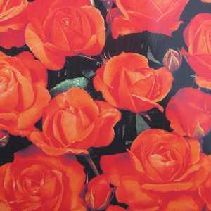 Orange Sensation Floribunda Rose Orange 4Ltr